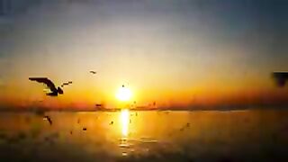 Seagulls at sea20240806