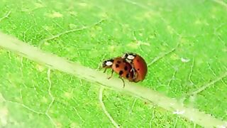 seven-starred ladybug20240806