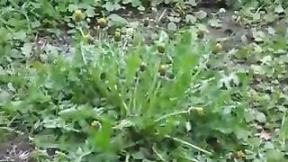 Wild Dandelion20240806