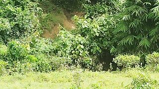 আবারো হরিণের দেখা