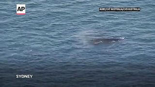 Humpback whale freed from fishing tackle in Sydney Harbour