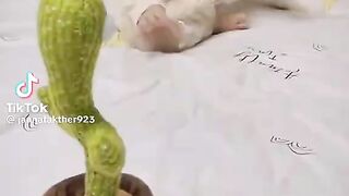 Baby video 14