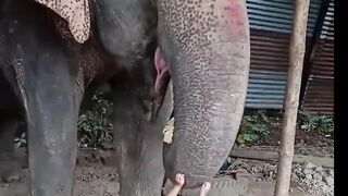 Amazing Elephant