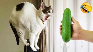 ANIMAUX DRÔLES 2024 : CHATS ET CHIENS EN ACTION - PARTIE 4