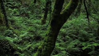 Sumérgete en el verdor del bosque