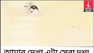 দেখুন বন্যা কুকুর একটি হরিণ কে বাচালো কীভাবে