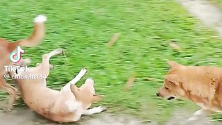 Kutta