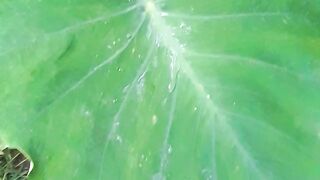 love nature 2