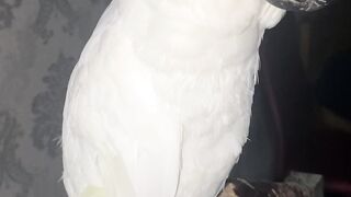 Parrots 7