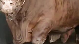 The biggest and expensive Cow