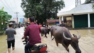 গরু মহিষ নিয়ে বড় বিপদে আছেন বন্যার কারণে