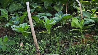 Tobacco
