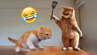 Funniest Cats???? and Dogs????