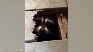 Fun with Animals