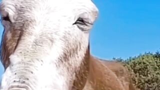 Animals Funny video