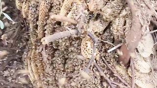 videos Mudfish Cooking