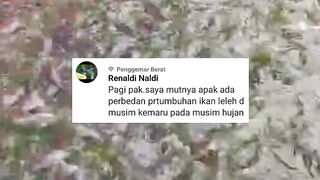 Perbedaan pertumbuhan ikan lele dimusim kemarau dan musim panas