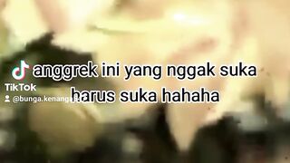 Anggrek