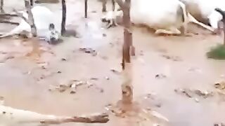 Bangladeshi Banna