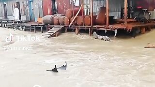 হায়রে দুর্ভাগা বাংলাদেশ বন্যায় ভেসে চলা