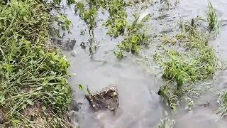 bangladeshi fishing