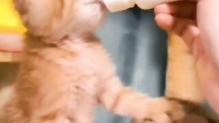 #cat#short