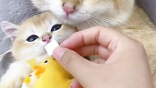 Cute animals 20