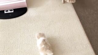 #cute kitten