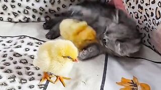 #funny short 2