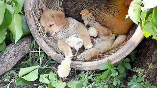 Sleepy dog 2