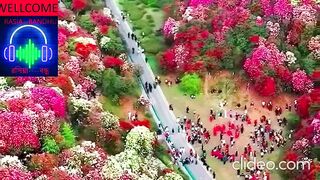 Beauty  of  Nature
