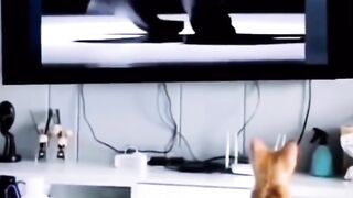 Saaxxy cats...