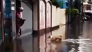 We must love All Animals....Its bery sad
