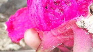 dragon fruit