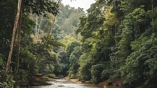 Amazon  lungs of the world