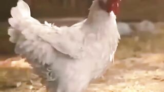 Pouli