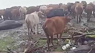 আজকেনোয়াখালীতেপ্রচন্ডঝড়বৃষ্টির