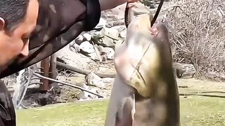 Wild Flavor Secrets _ Fish _ Meat Special_food