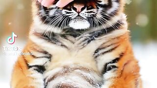 Baby tiger 2