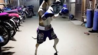 Boxer Dog
