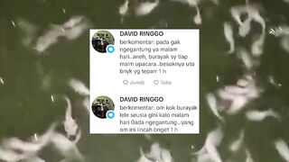 99% PEMULA lupa syarat ini sehingga pemijahan lele selalu GAGAL