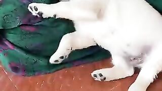 Dogs peme prese