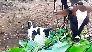 dogs kikure bai