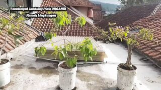 Lestari Alam