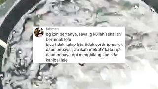 DAUN PEPAYA bisa menghilangkan SIFAT KANIBAL ikan lele ???? BETUL atau TIDAK❓