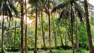 Forest at Pangandaran