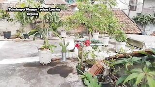 Tabulampot Organik