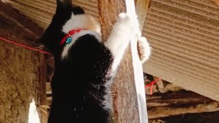 Black and white cat playing behind the house