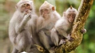 3 wise monkeys
