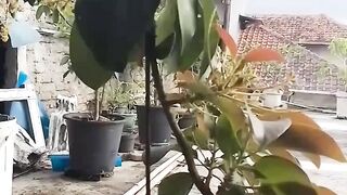 Tabulampot Alpukat Organik
